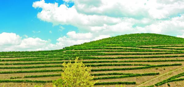 Vineyard - Douro Valley