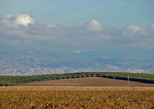 Vineyards &amp; Orange Groves