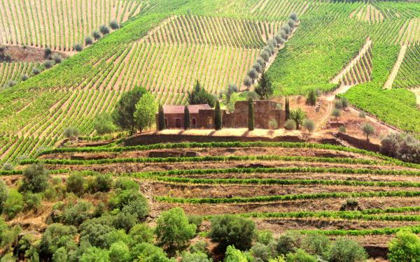 Vineyards Surrounding Old Country Estate - Douro Valley