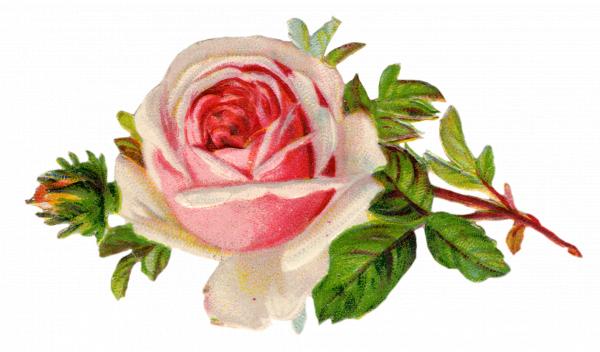 Vintage rose