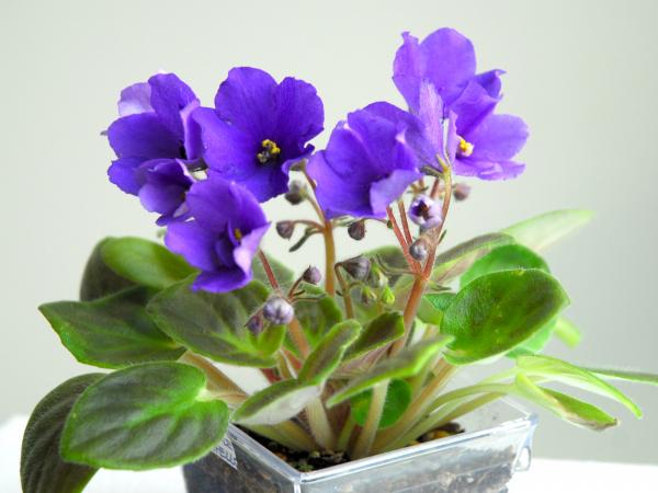 Violet bells