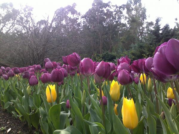 Violet blossom