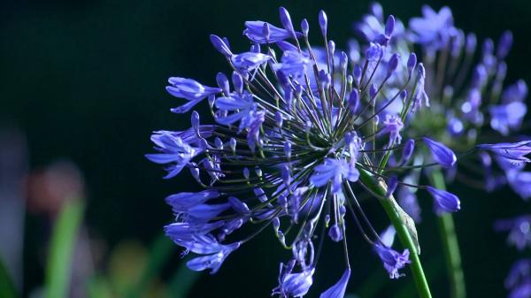 Violet Flower