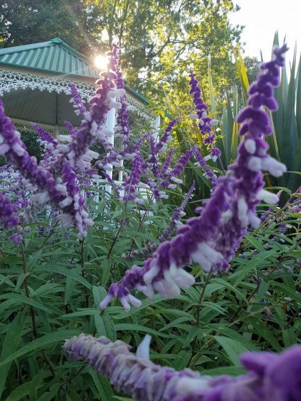 Violet flowers in the garden