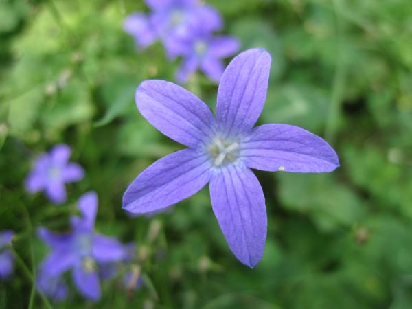 Violet flowers