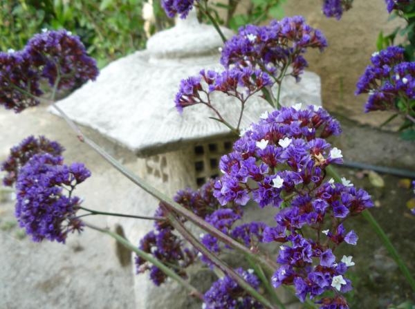 Violet petals - Sea Lavender - Statice