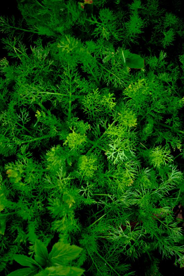 Vivid Green Plants