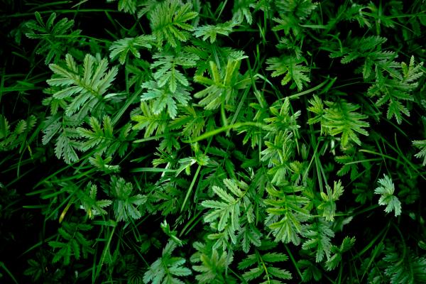 Vivid Green Plants