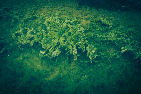 Vivid Green Seaweed Texture