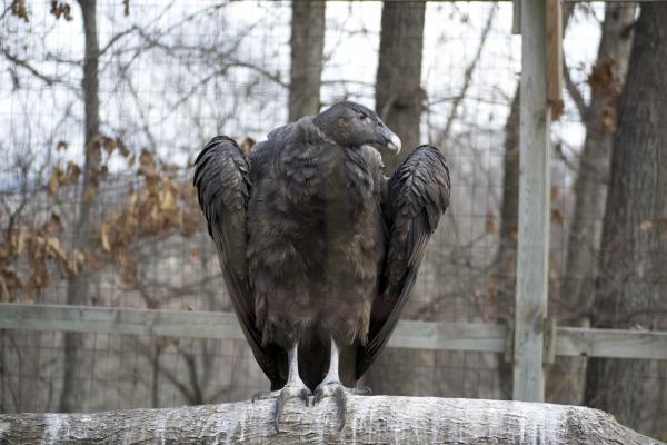 Vulture