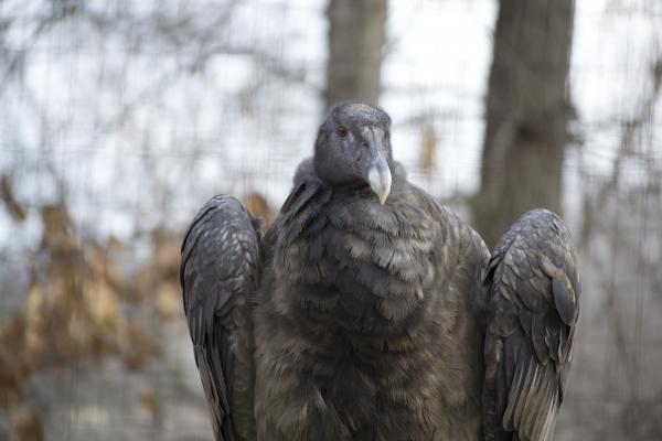 Vulture