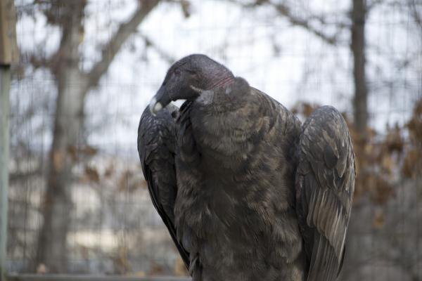 Vulture