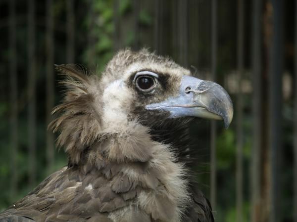 Vulture