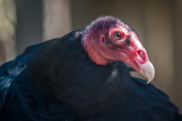 Vulture