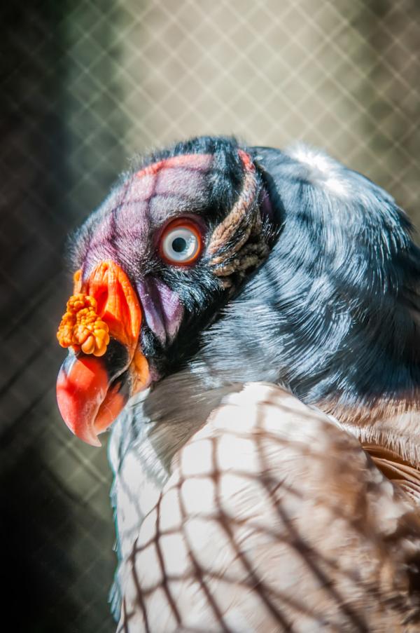 Vulture