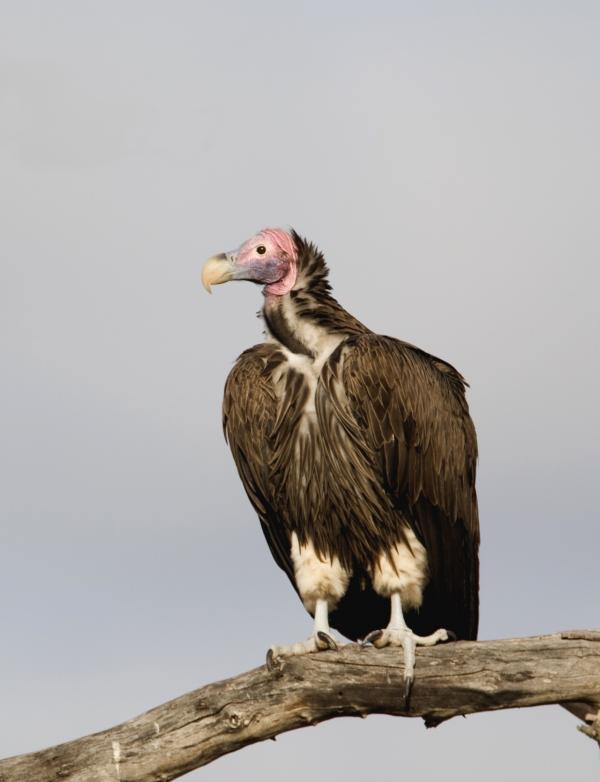 Vulture