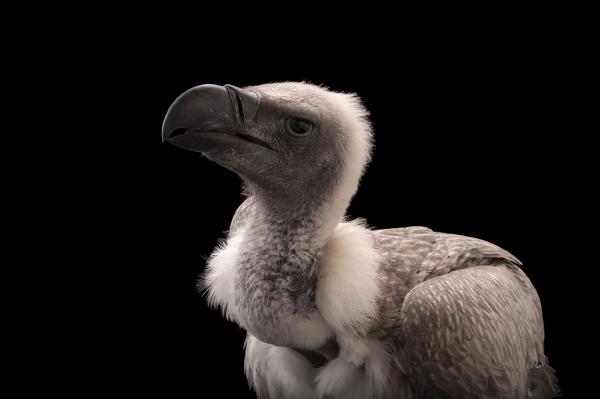 Vulture