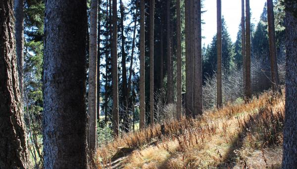 Wald im Herbst