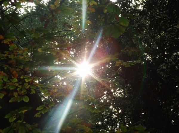 Walk in the woods