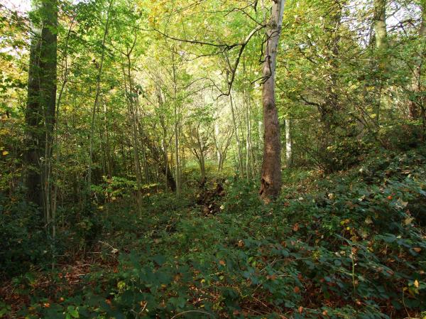 Walk in the woods