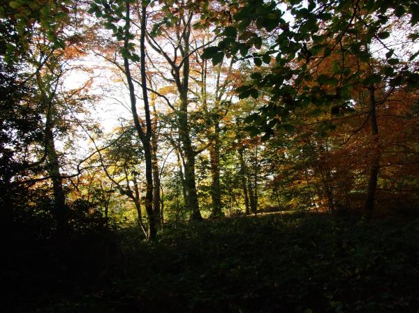 Walk in the woods