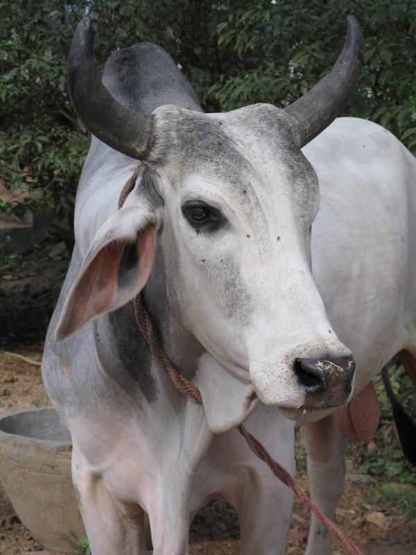Wandering Homeless Cow