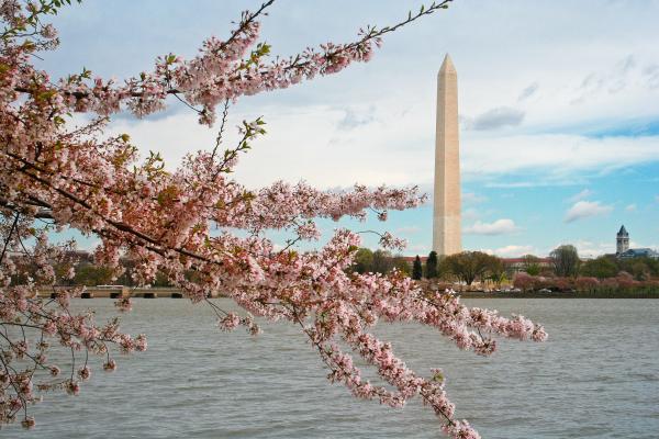 Washington DC Cherry Blossoms