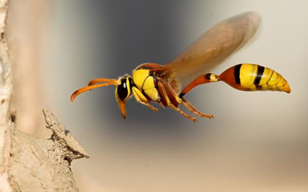 Wasp