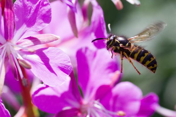 Wasp