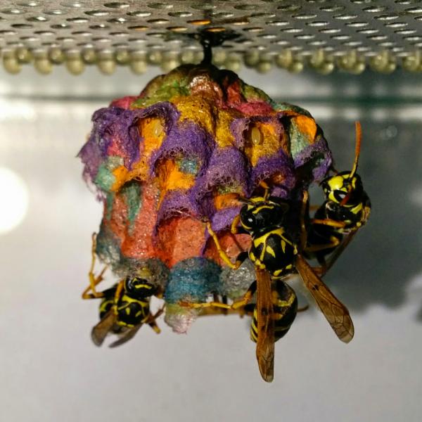 Wasp Nests