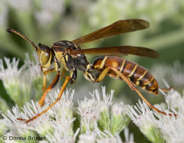 Wasp