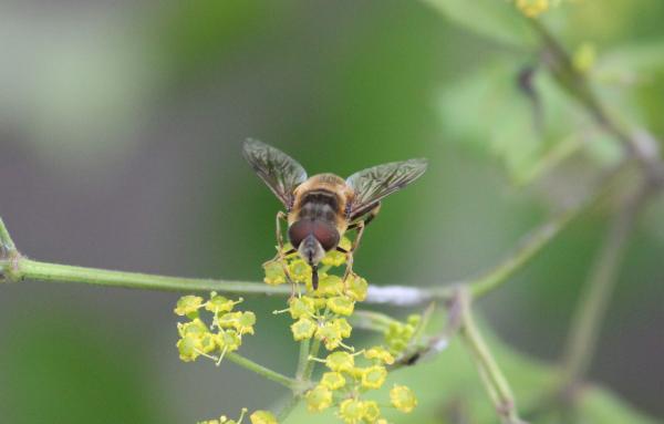 Wasp on a Plant