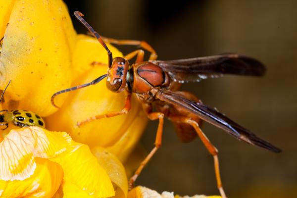 Wasp on yellow flower