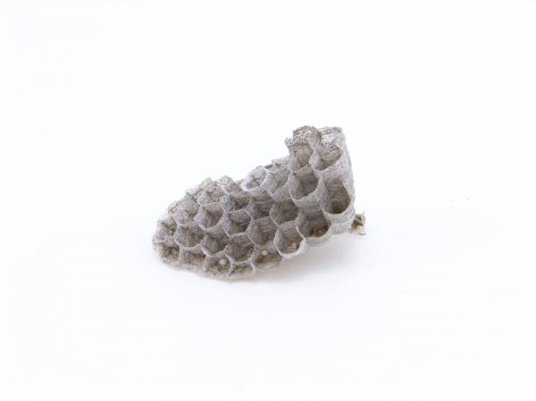 Wasps nest