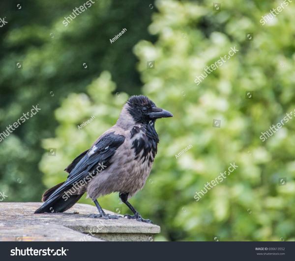 Watchful Crow