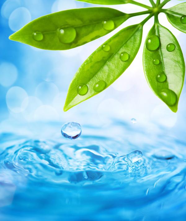 Water and Leaves