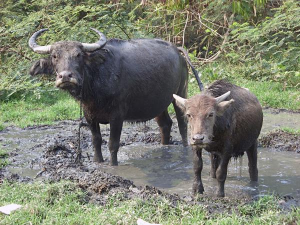 Water Buffalo