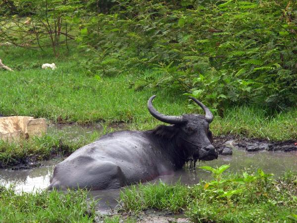 Water Buffalo