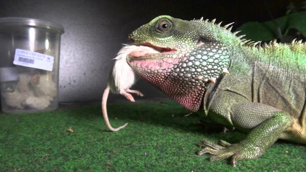 Water dragon lizard