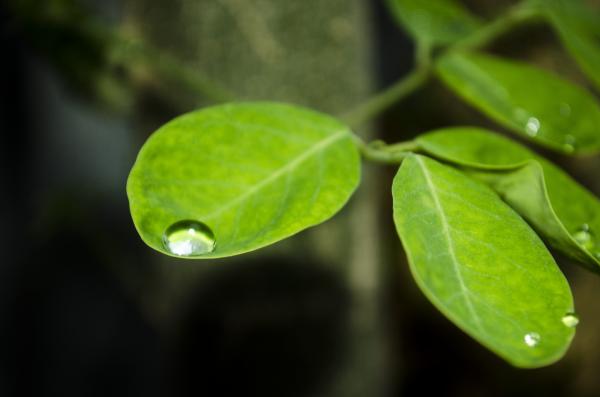 water drop on a leaf