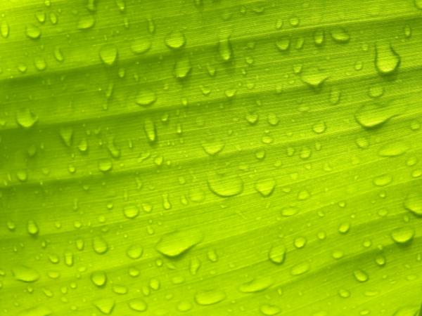 Water droplets on banana leaf