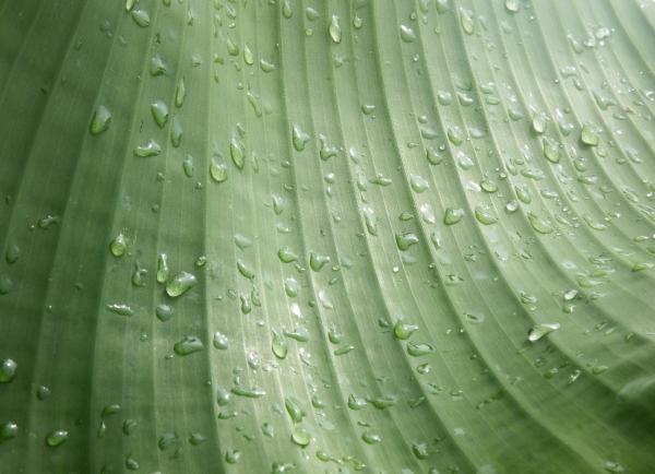 Water droplets on banana leaf