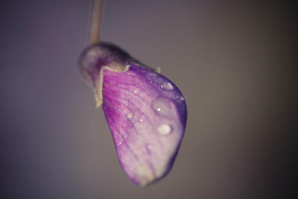 Water drops