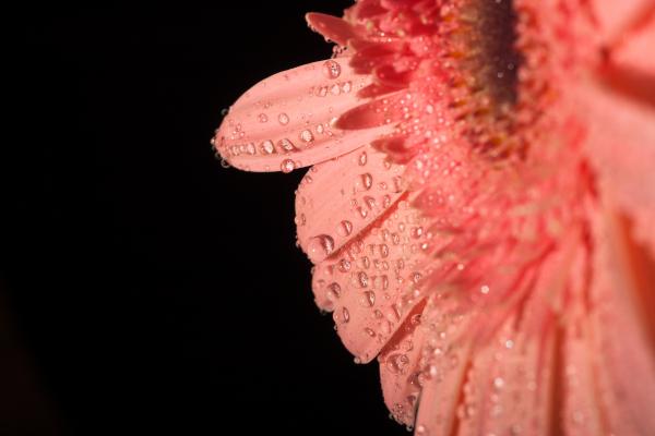 water drops on flower petals