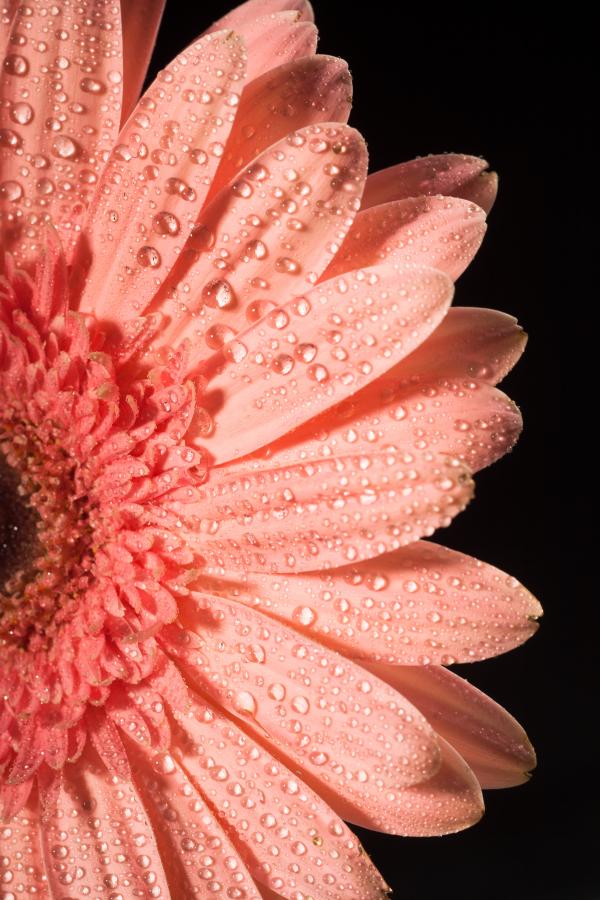 water drops on flower petals