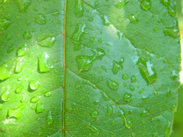Water drops on leaf