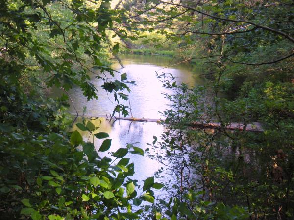 Water In The Forest
