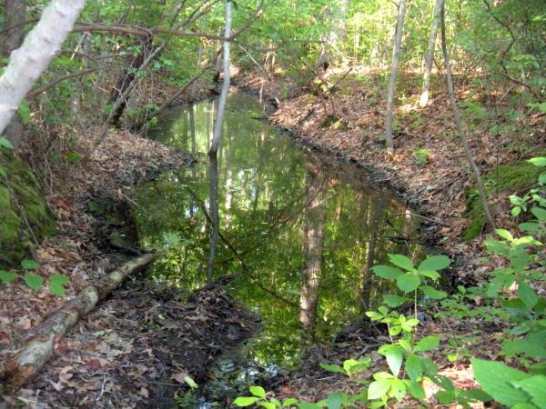 Water In The Forest