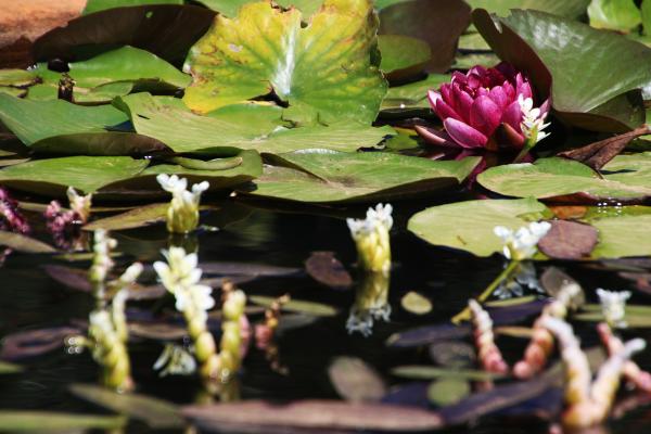 Water lilies blooming in a pond