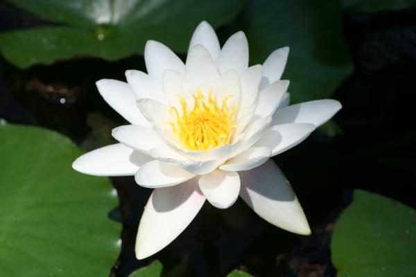 Water Lilly